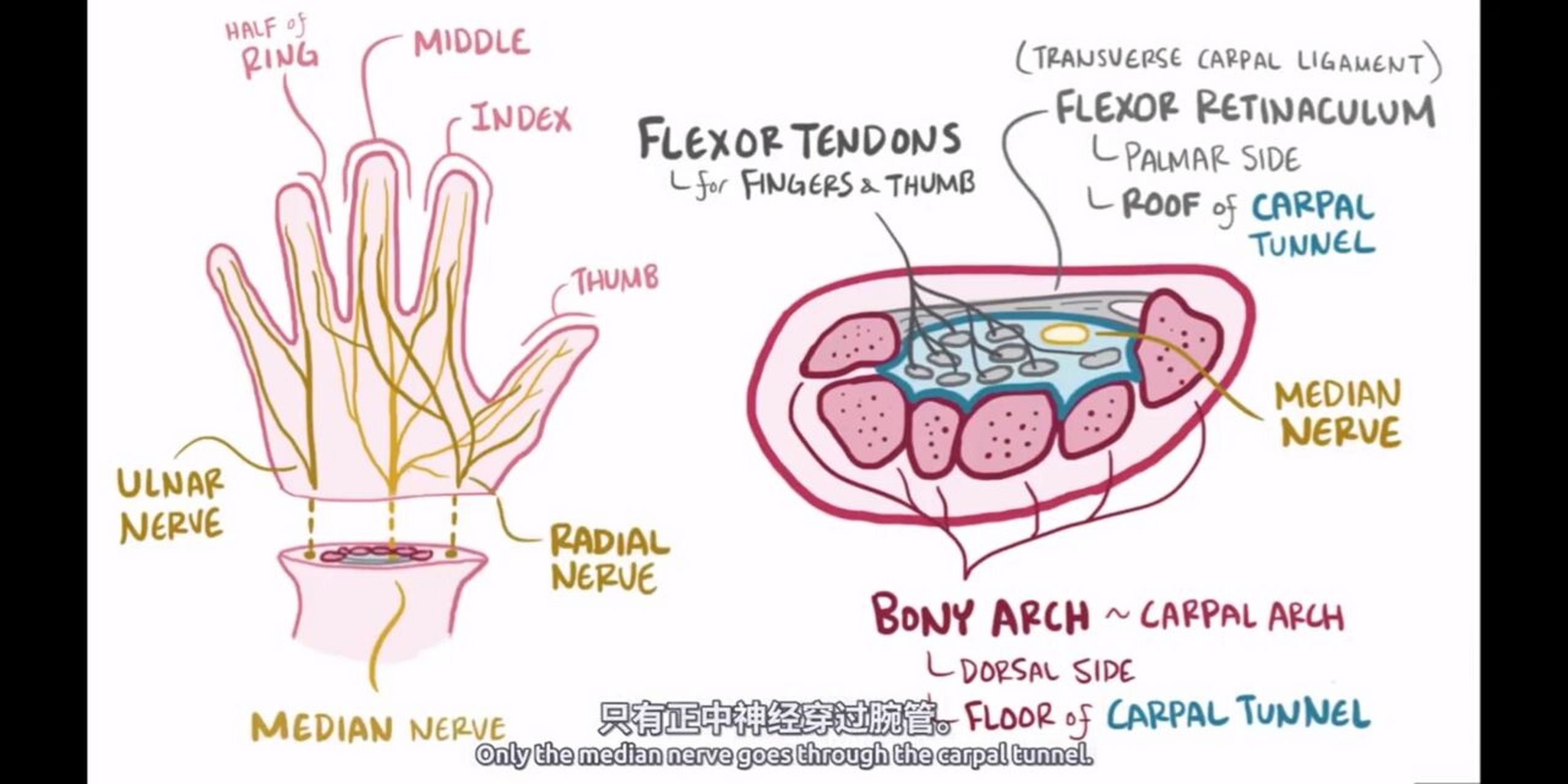 腕管结构图片