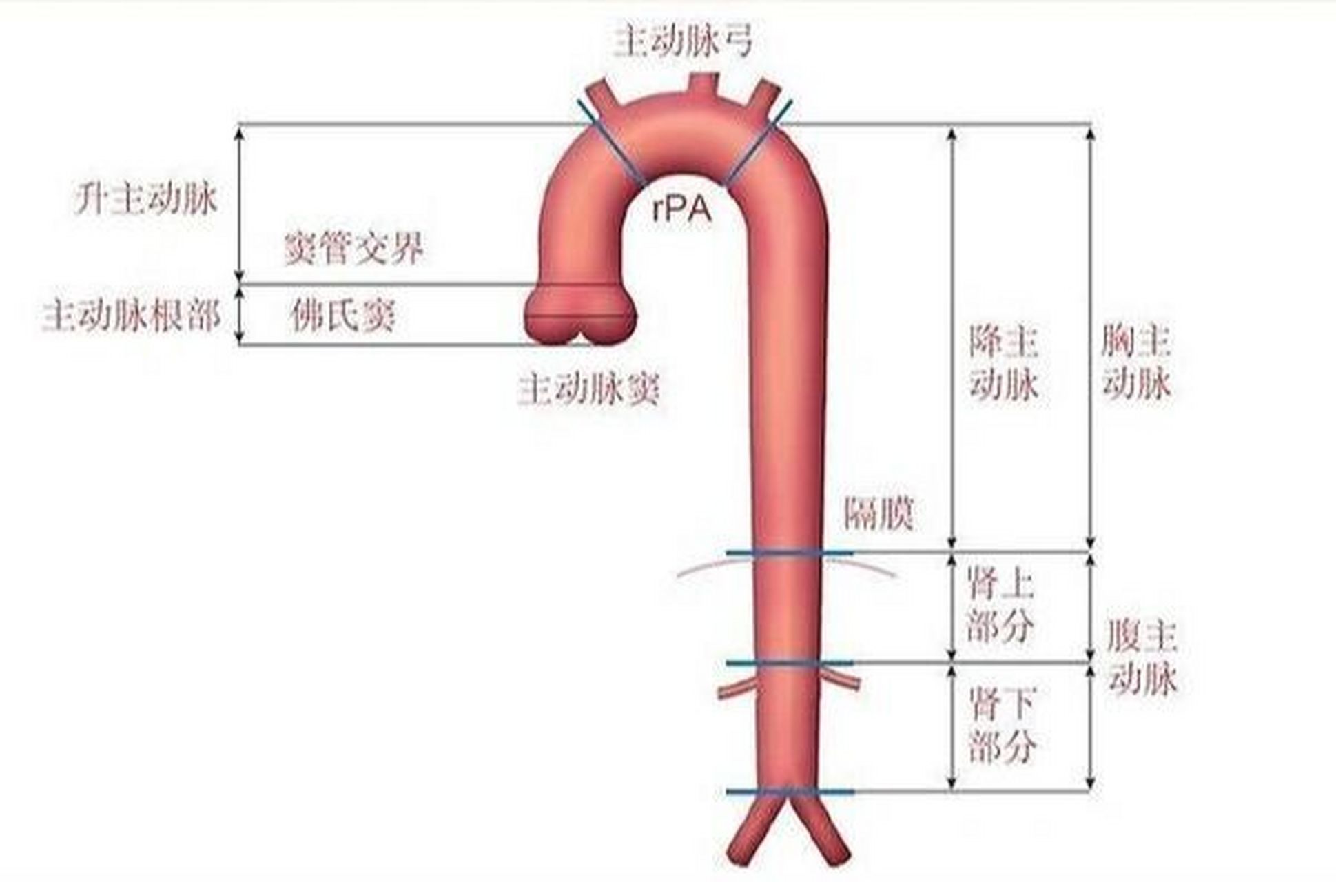 血管分层结构图图片