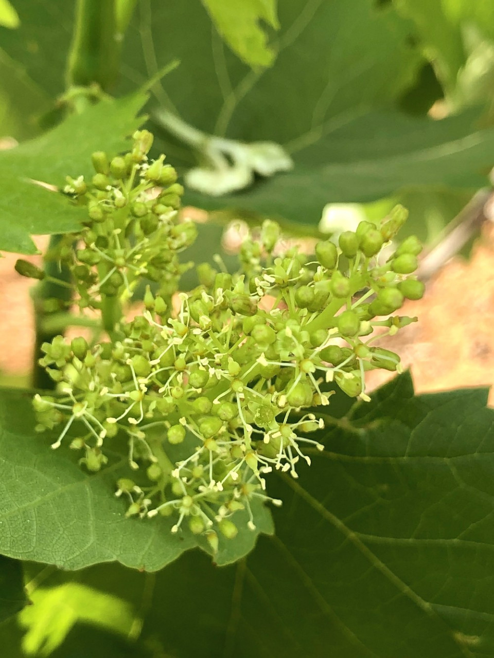 吃过葡萄,见过葡萄开花吗?