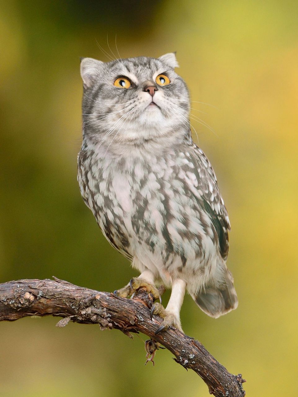 猫头鹰的意思就是猫头 鹰吗 你们想要猫头鹰吗