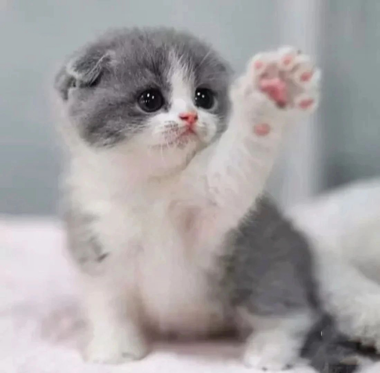 可爱的小奶猫头像来了!