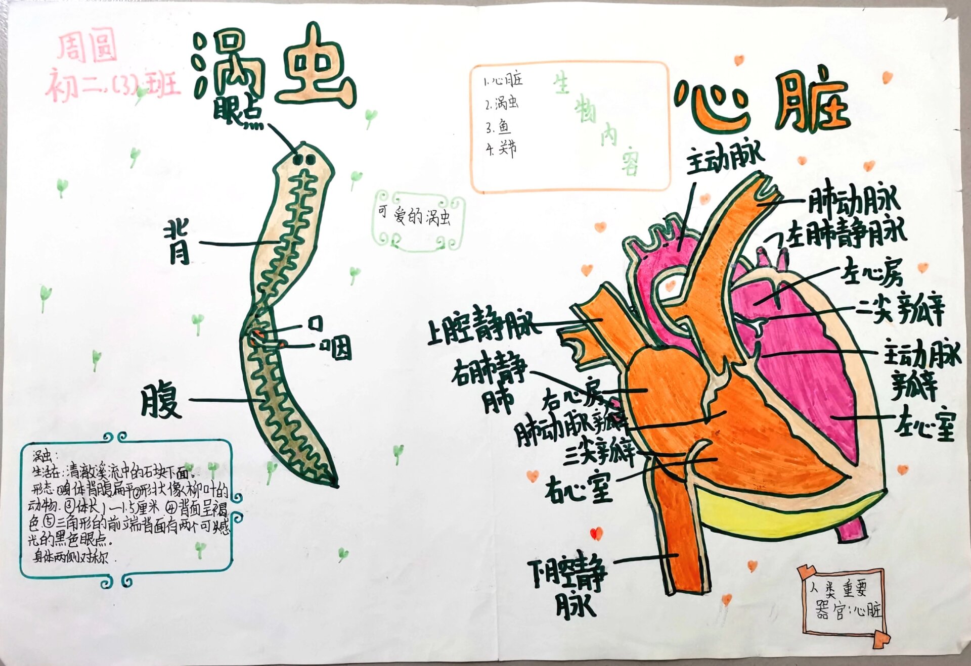 八上生物手抄报内容图片