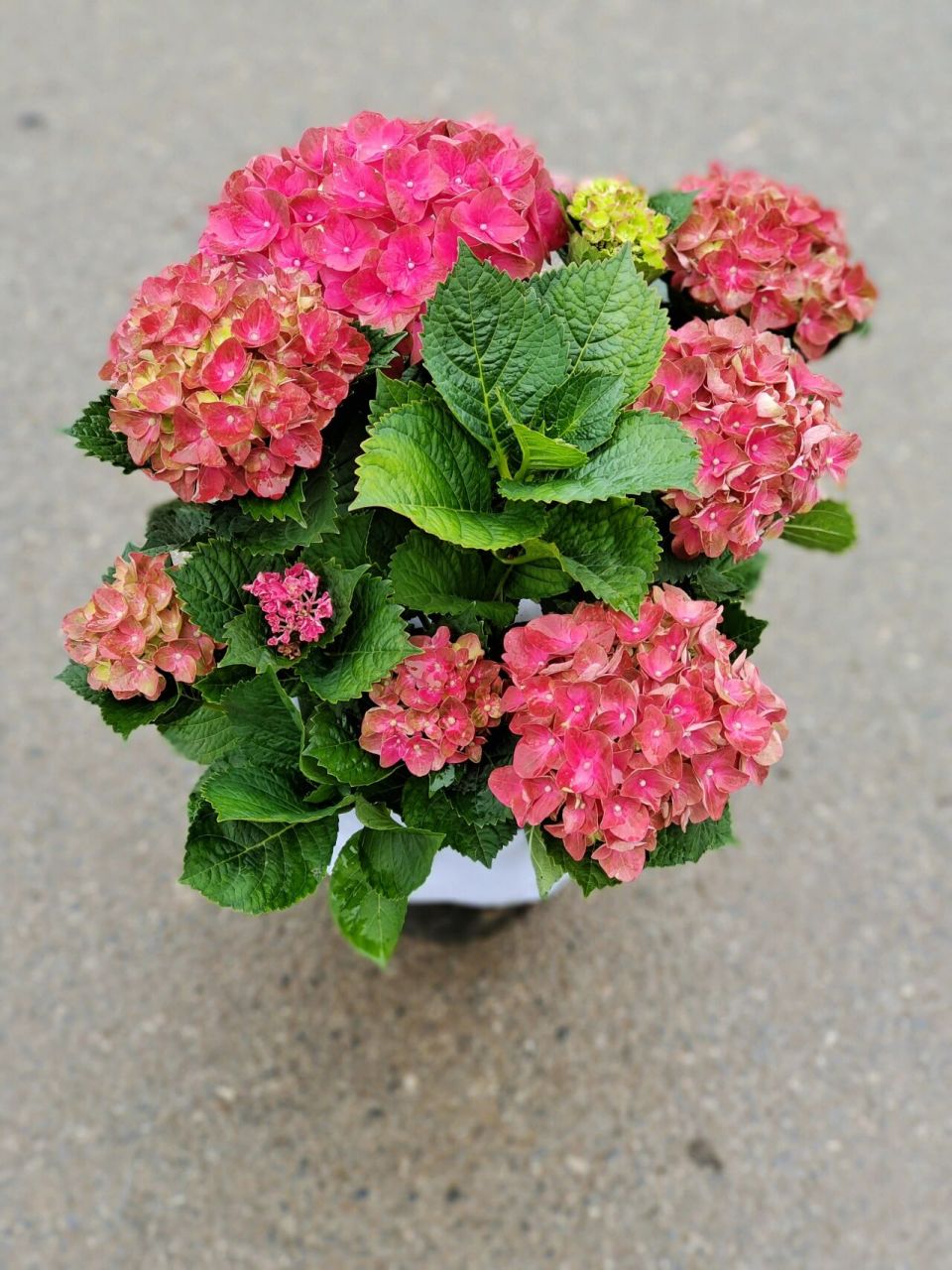 绣球 魔幻红宝石 拉丁学名: hydrangea macrophylla (thunb.) ser.