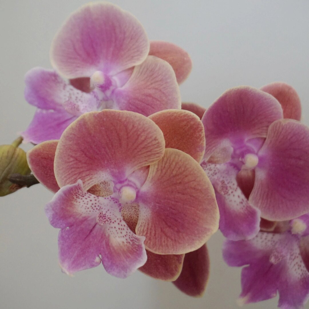 十四种大舌头蝴蝶兰花图