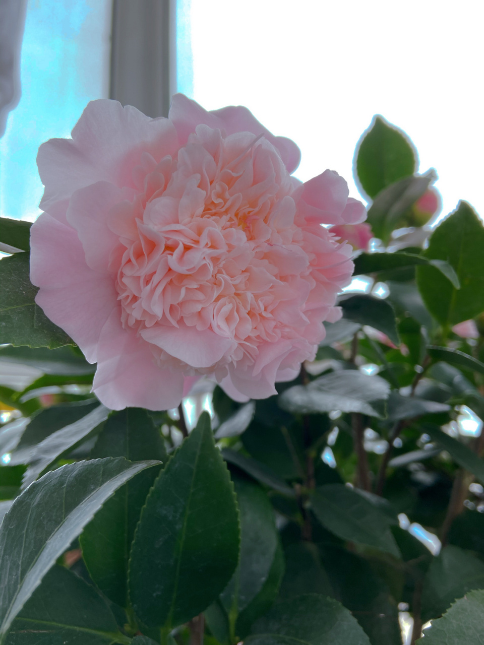 坐标北方青岛|封闭阳台养茶花 这颗茶花品种叫香妃,开花有淡淡的香气