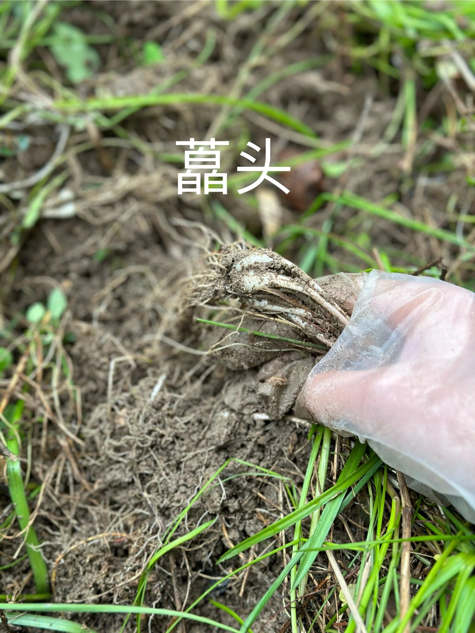 1s区分 藠头&野葱