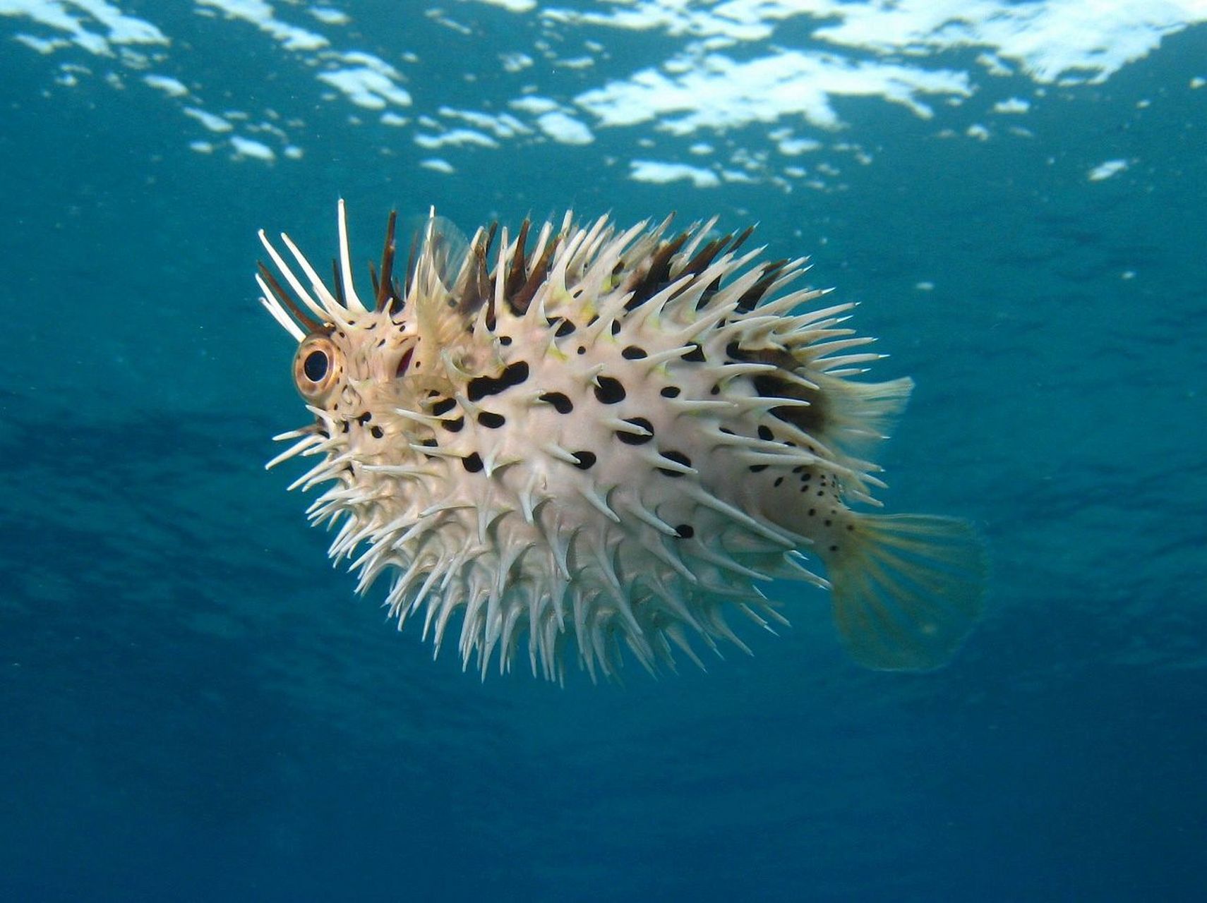 海底有哪些生物图片