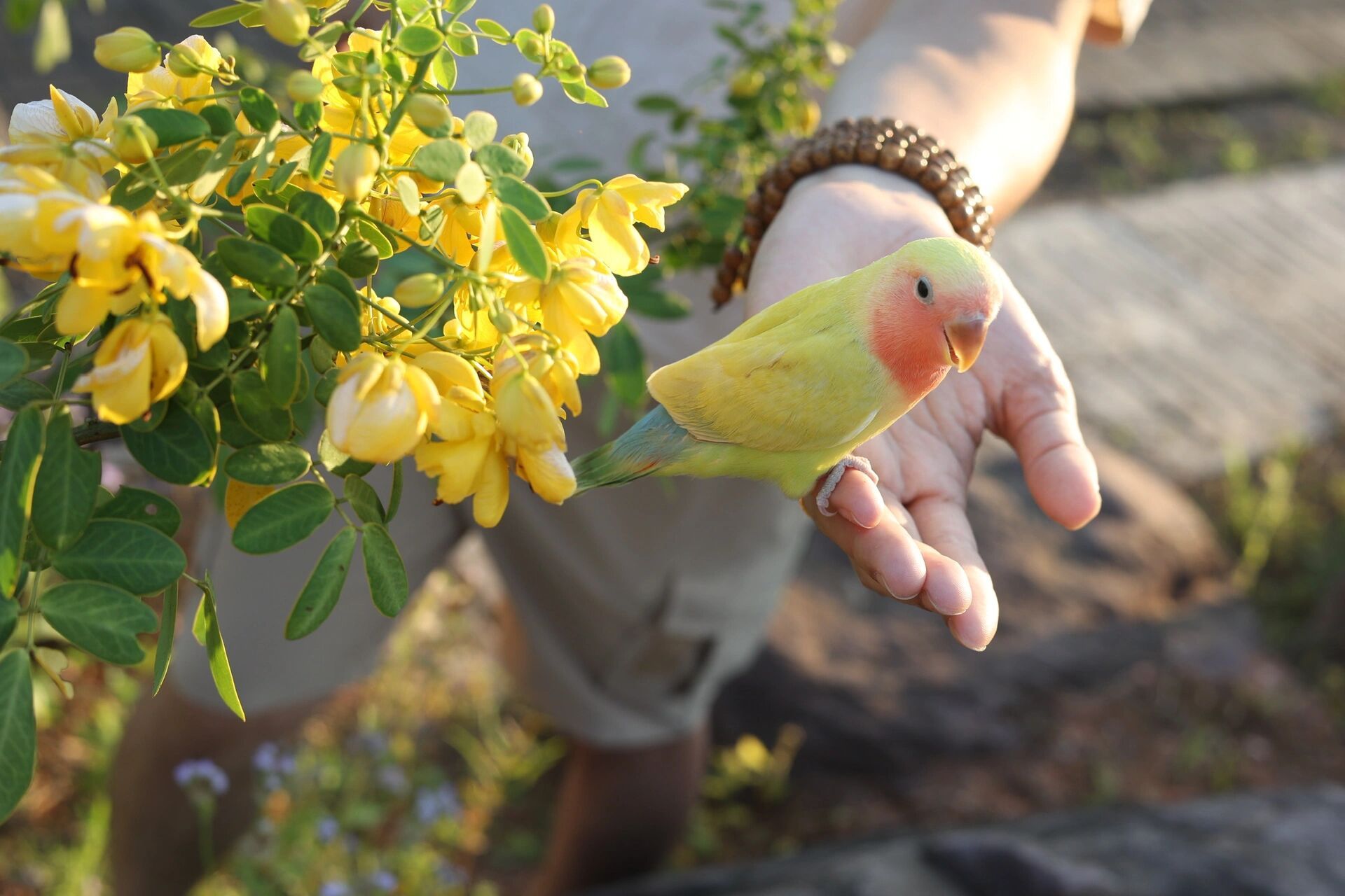 南宁本地出鹦鹉 蓝腰黄桃雏鸟    蓝腰黄桃,顾名思义就是腰是蓝色的