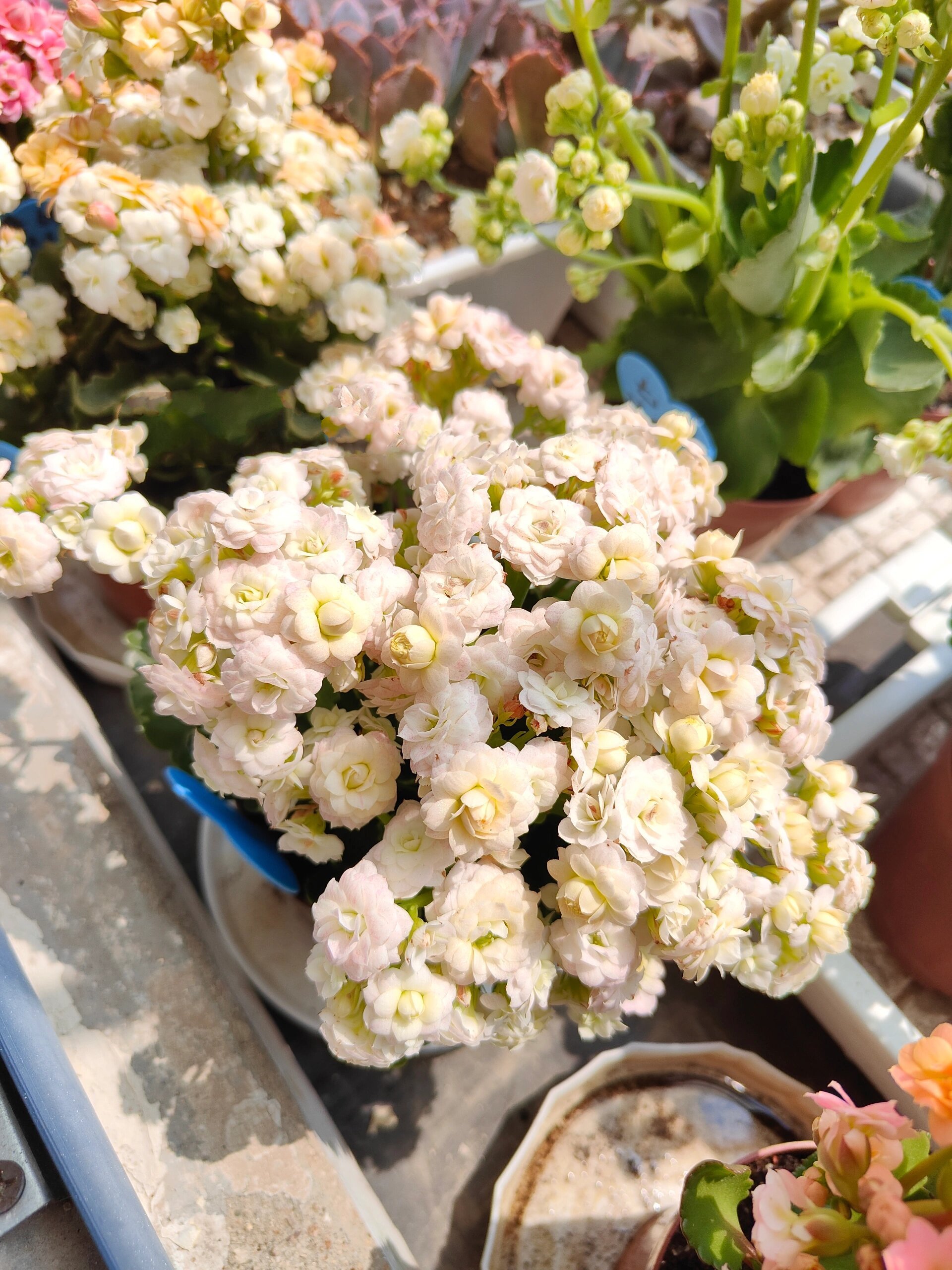 长寿花2—钻石(白月影)