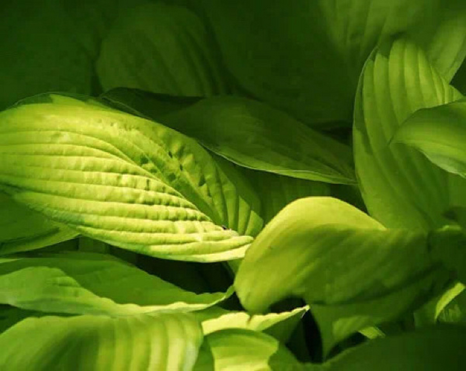 莎邦 无花果之花——无花果本果 ★★★☆ 莎邦的水准多少有点参差不