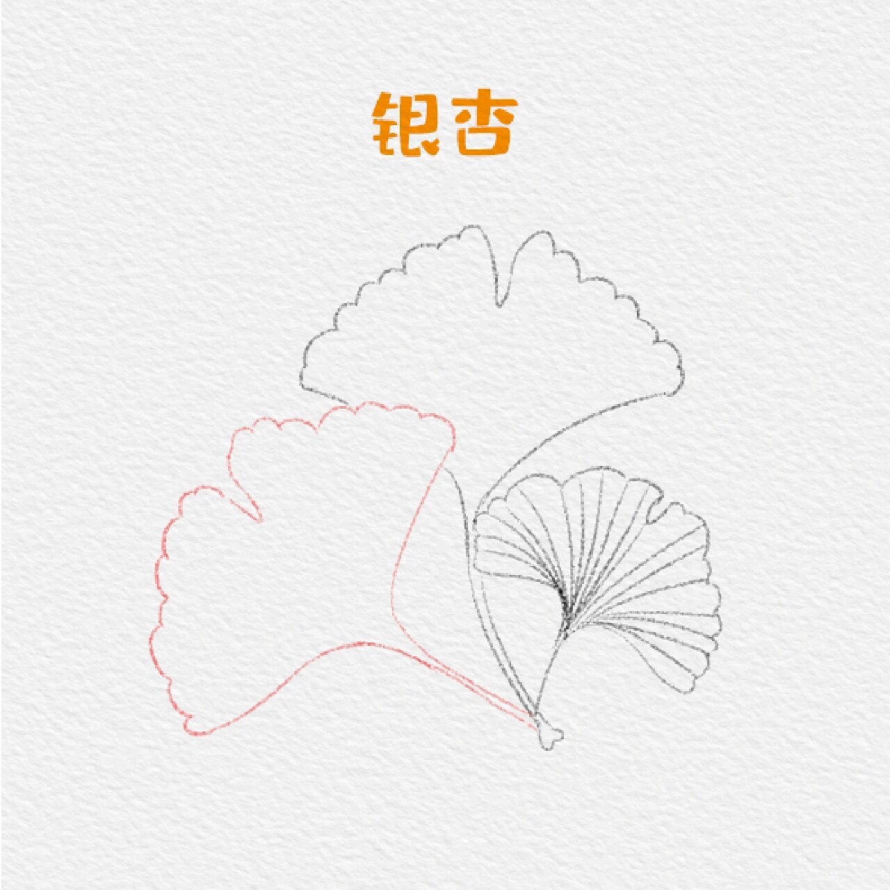 植物类—银杏简笔画