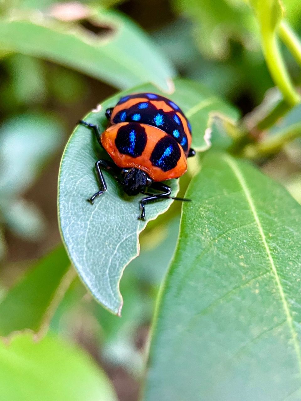 是半翅目,盾蝽科的一种昆虫.