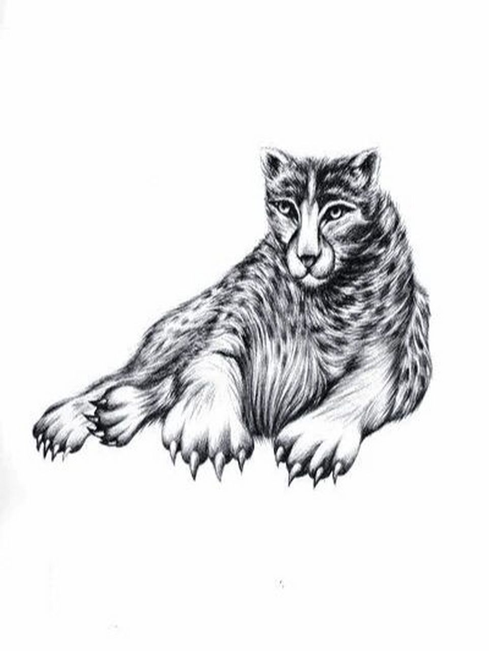 有兽焉,其状如豹而文首,名曰狕.隄水出焉,而东流注于泰泽,其中多龙龟.