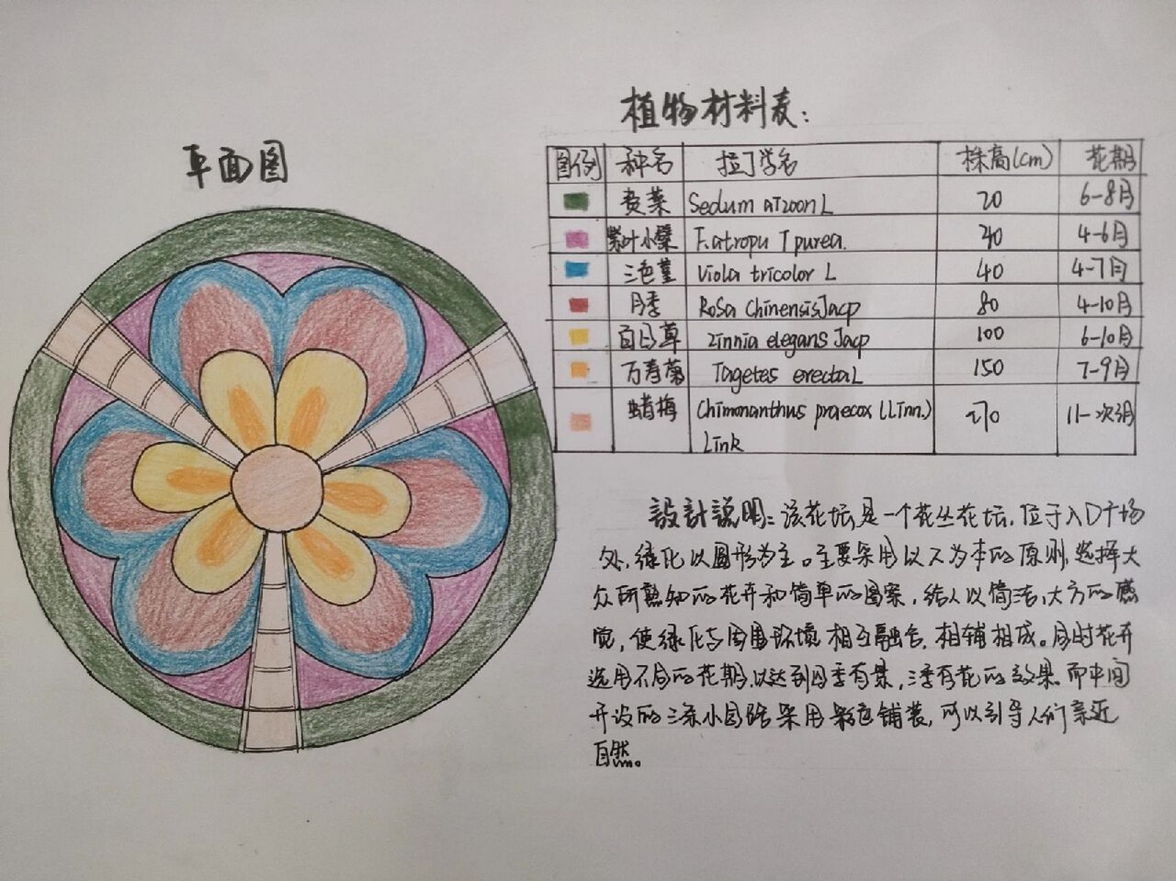 花坛花境设计 花坛位于小游园入口处,半径为五米此处设计的是盛花花坛