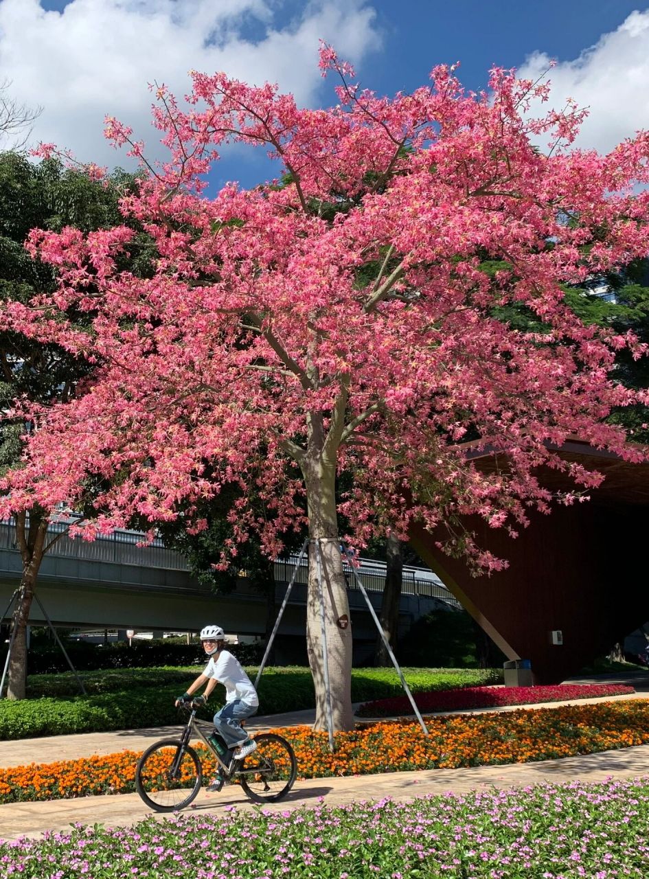 大腹木棉 一年四季 花总是不断的开不断的开 可我还是来晚了 紫花风