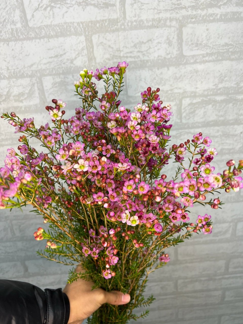 每日识花——澳洲腊梅 澳洲腊梅,也可记作蜡梅;未开的小花苞外面裹着