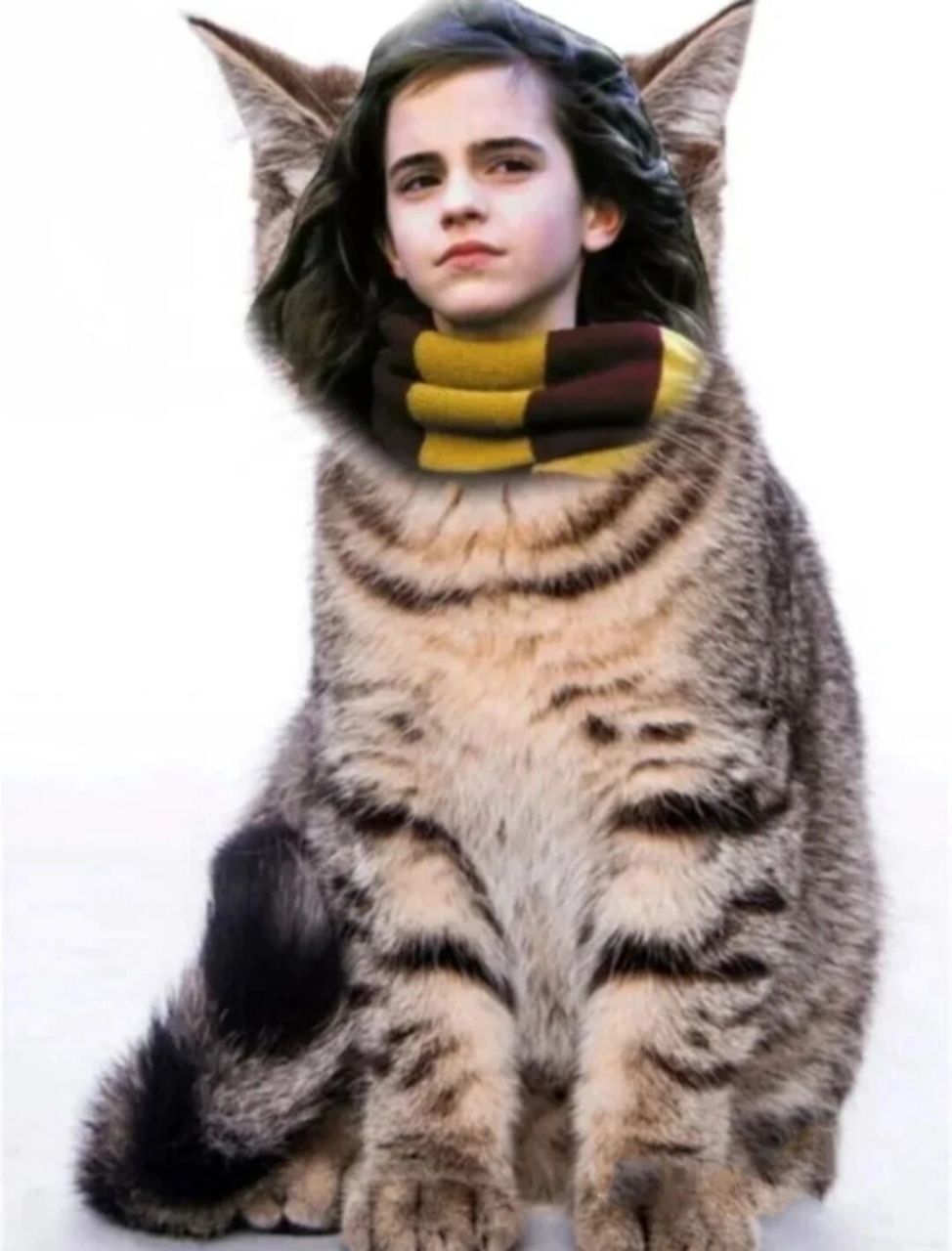 赫敏猫饲养指南 1.