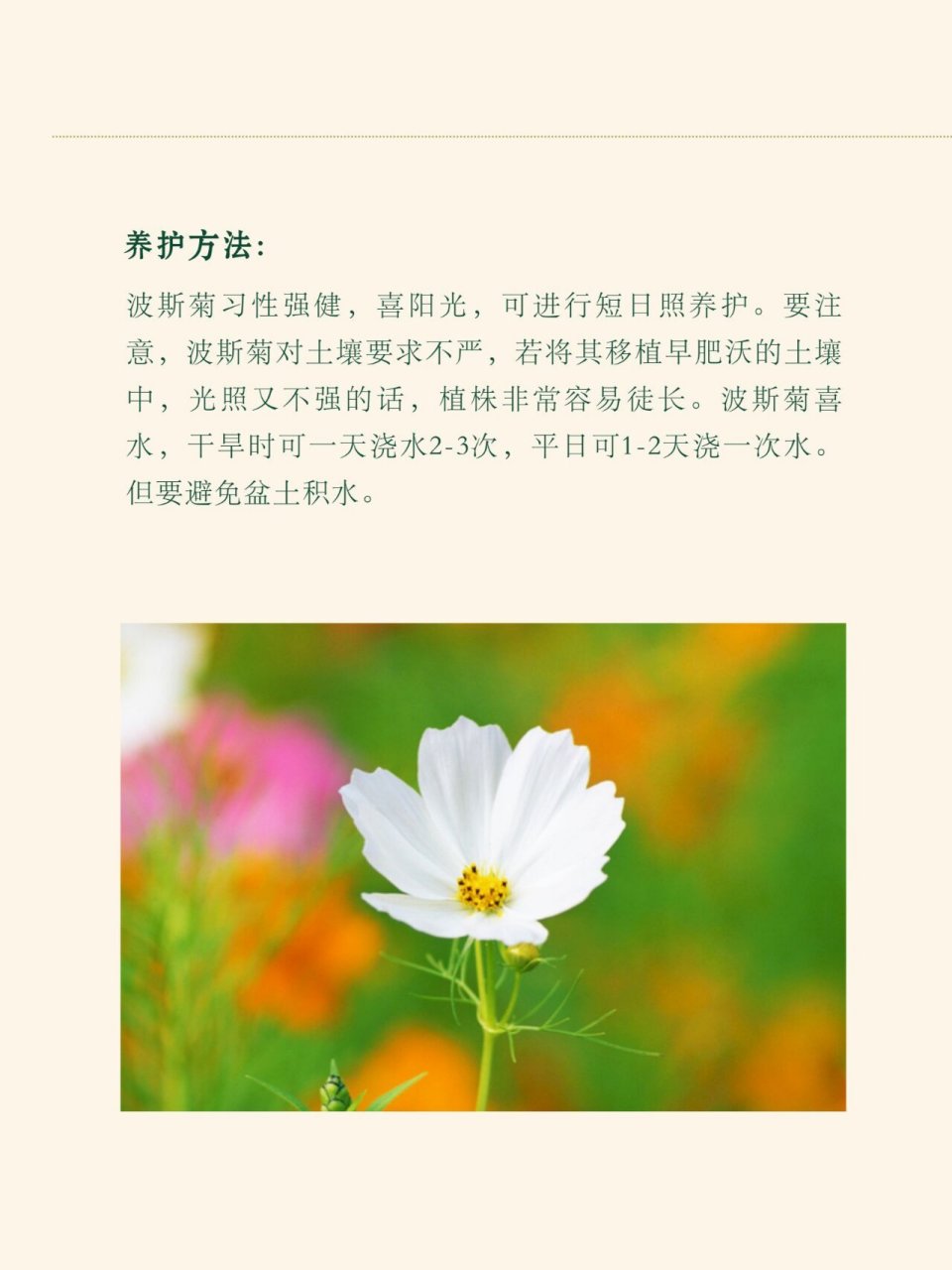 柠檬波斯菊花语图片