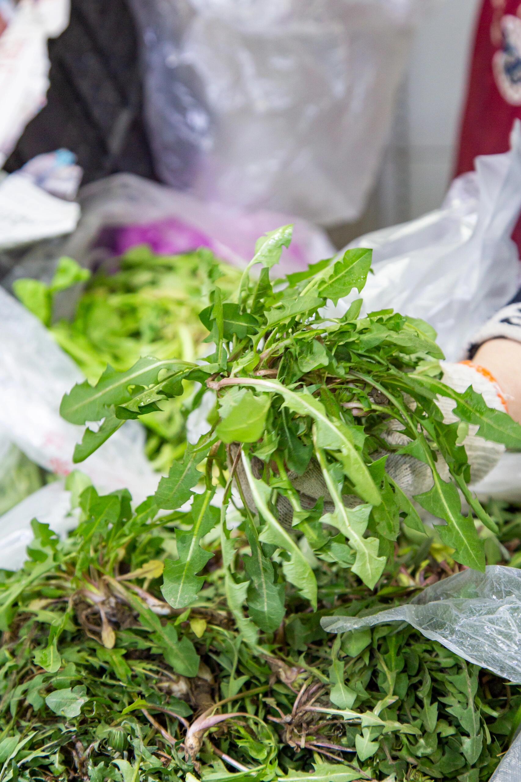 交出你们的野菜吃法97 春天来了,不爱挖野菜,但爱吃野菜 香椿可以炒