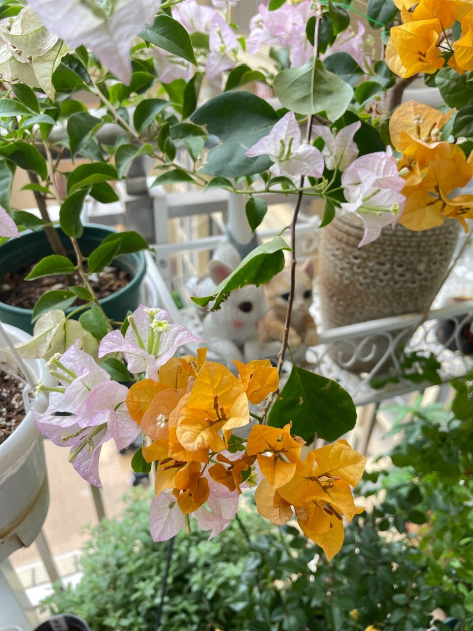 东阳台 | 非常勤花的加州黄金(三角梅) 这个加州黄金三角梅在我东阳台