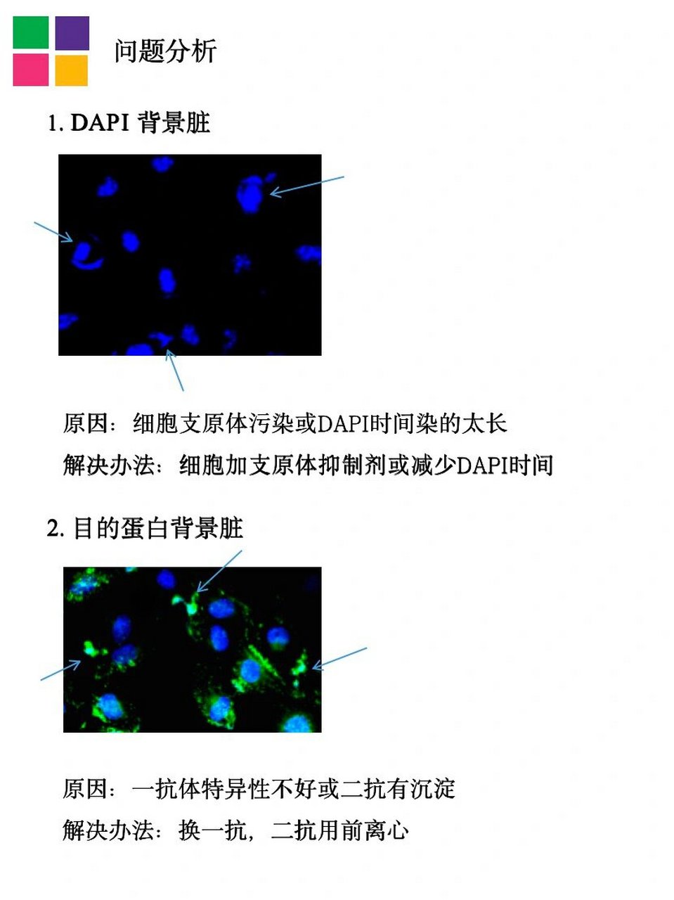 组织切片免疫荧光步骤图片