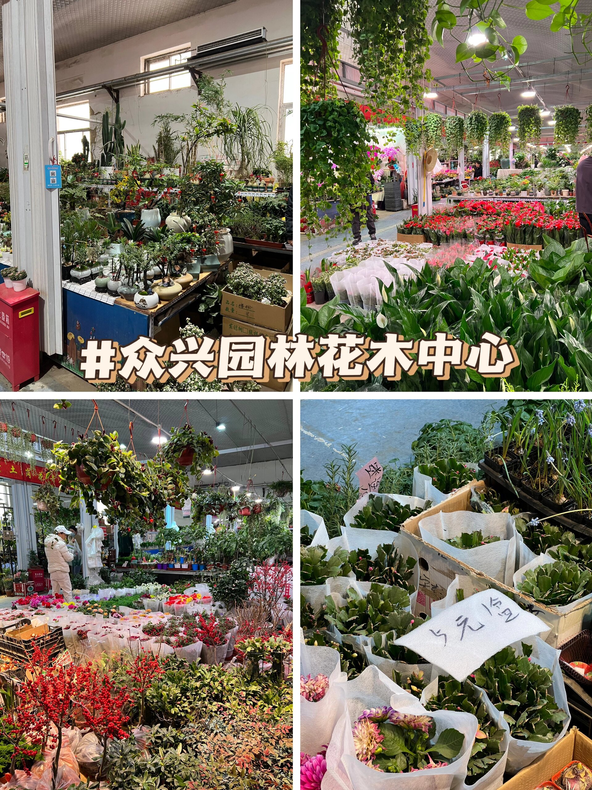 北京绿植购买|花卉市场vs品牌店铺