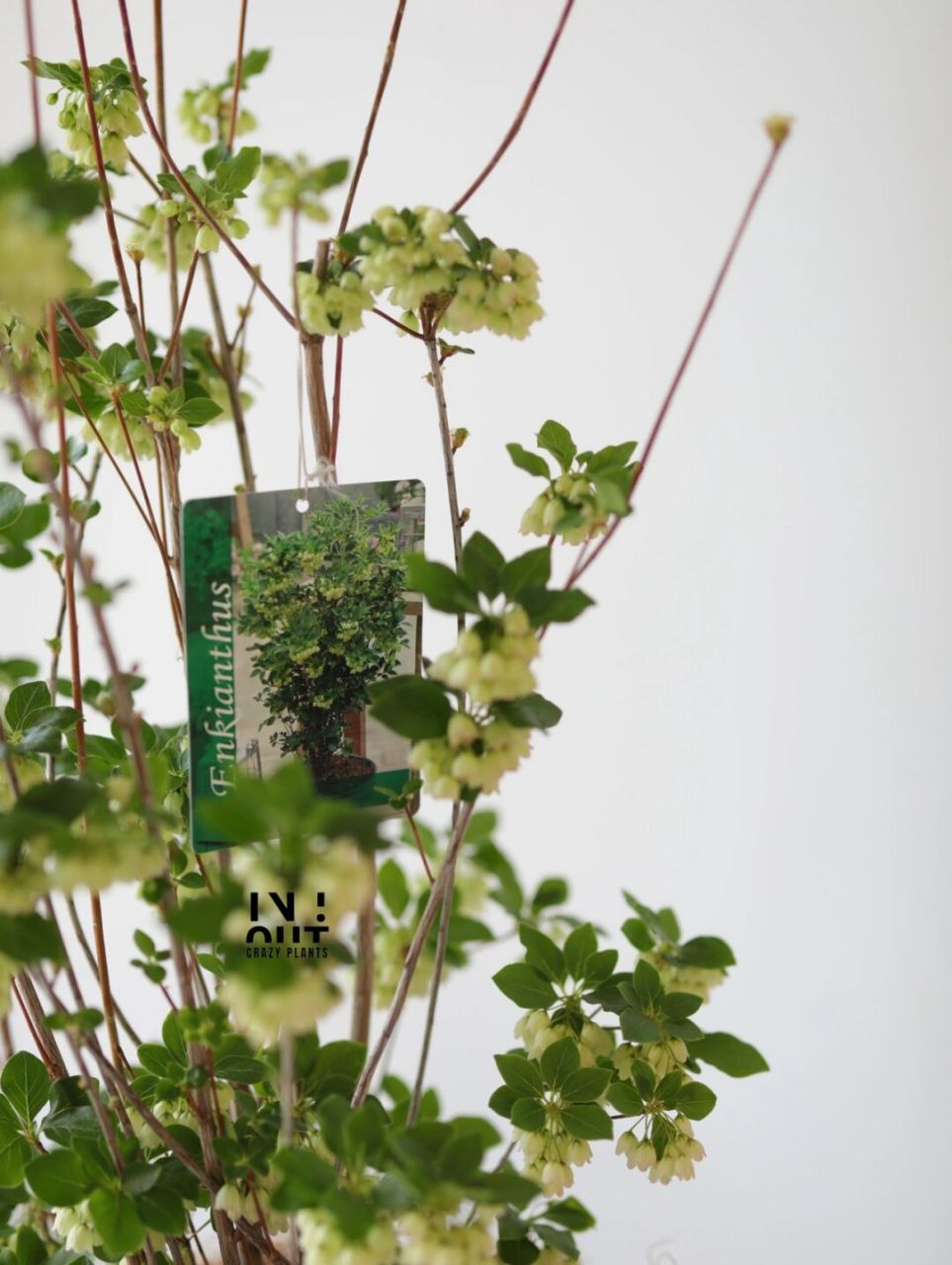 日本吊钟很仙气!那吊钟花盆栽一定是傲气!