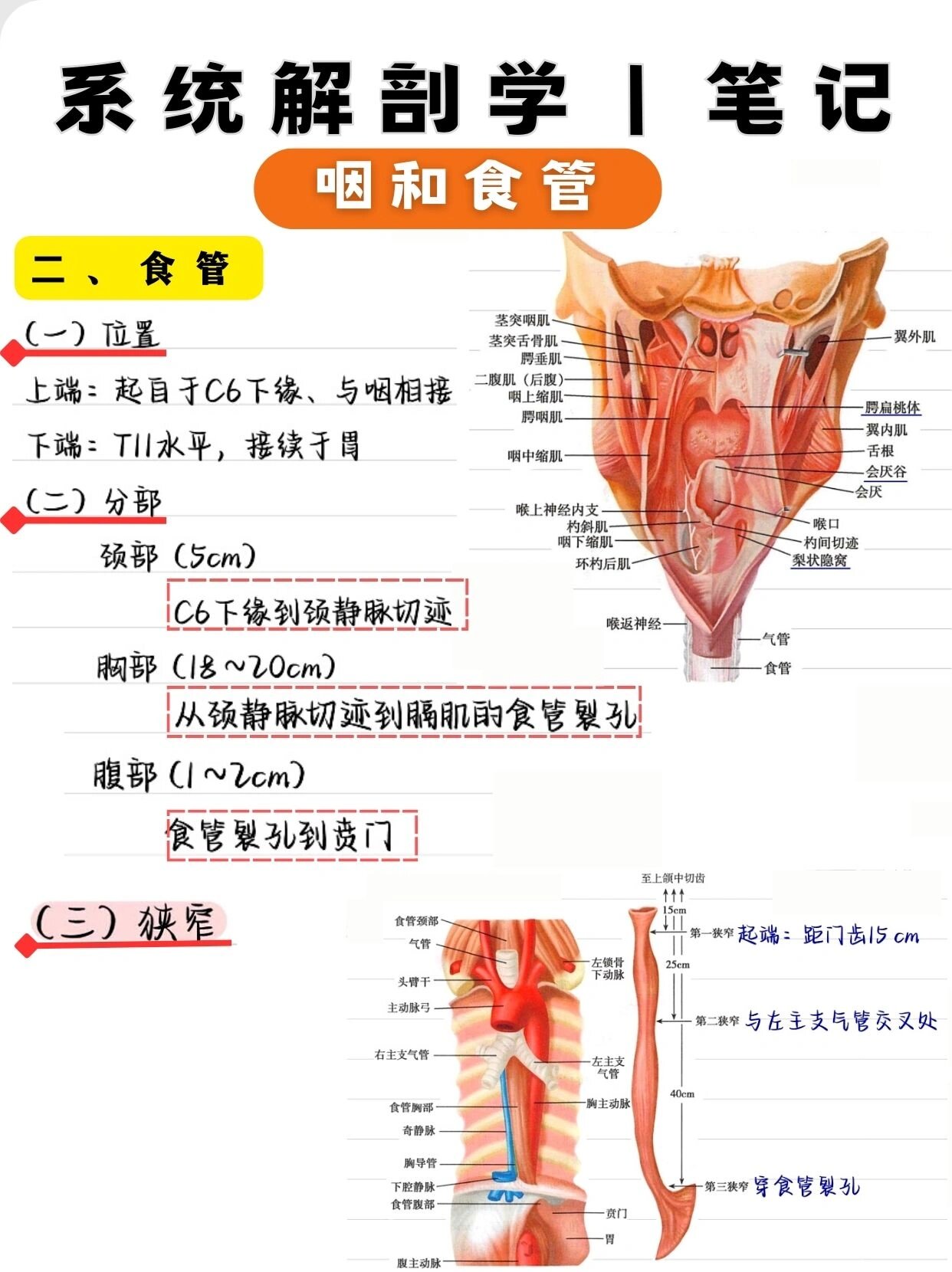 系统解剖学 咽和食管 73学习打卡day12