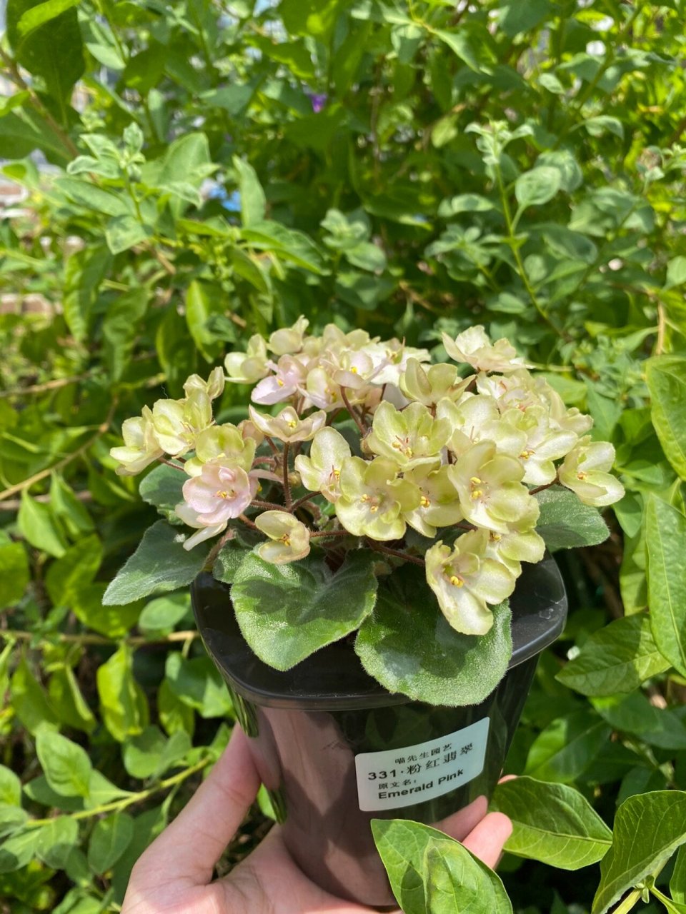 翡翠 花期超长的"塑料花" 331粉红翡翠,是新手强推的一个非洲堇品种