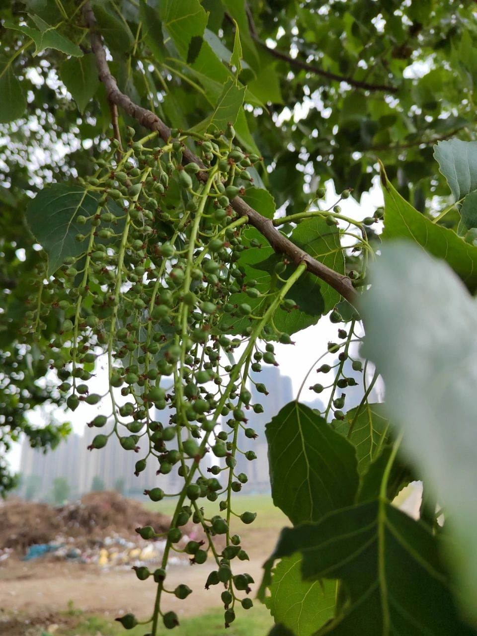 杨树是雌雄异株的植物 杨树是雌雄异株的植物,只有雌株在授粉发育结籽
