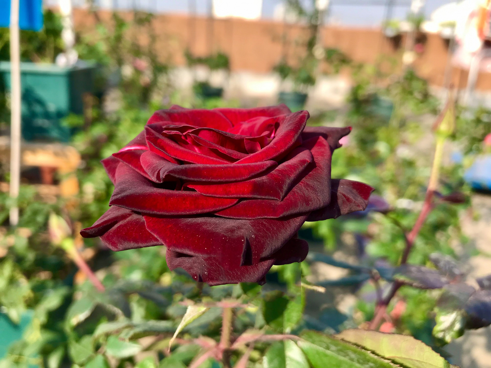 黑魔术月季/深红带黑/花瓣天鹅绒质感/切花 一开始我对这种黑红黑红的