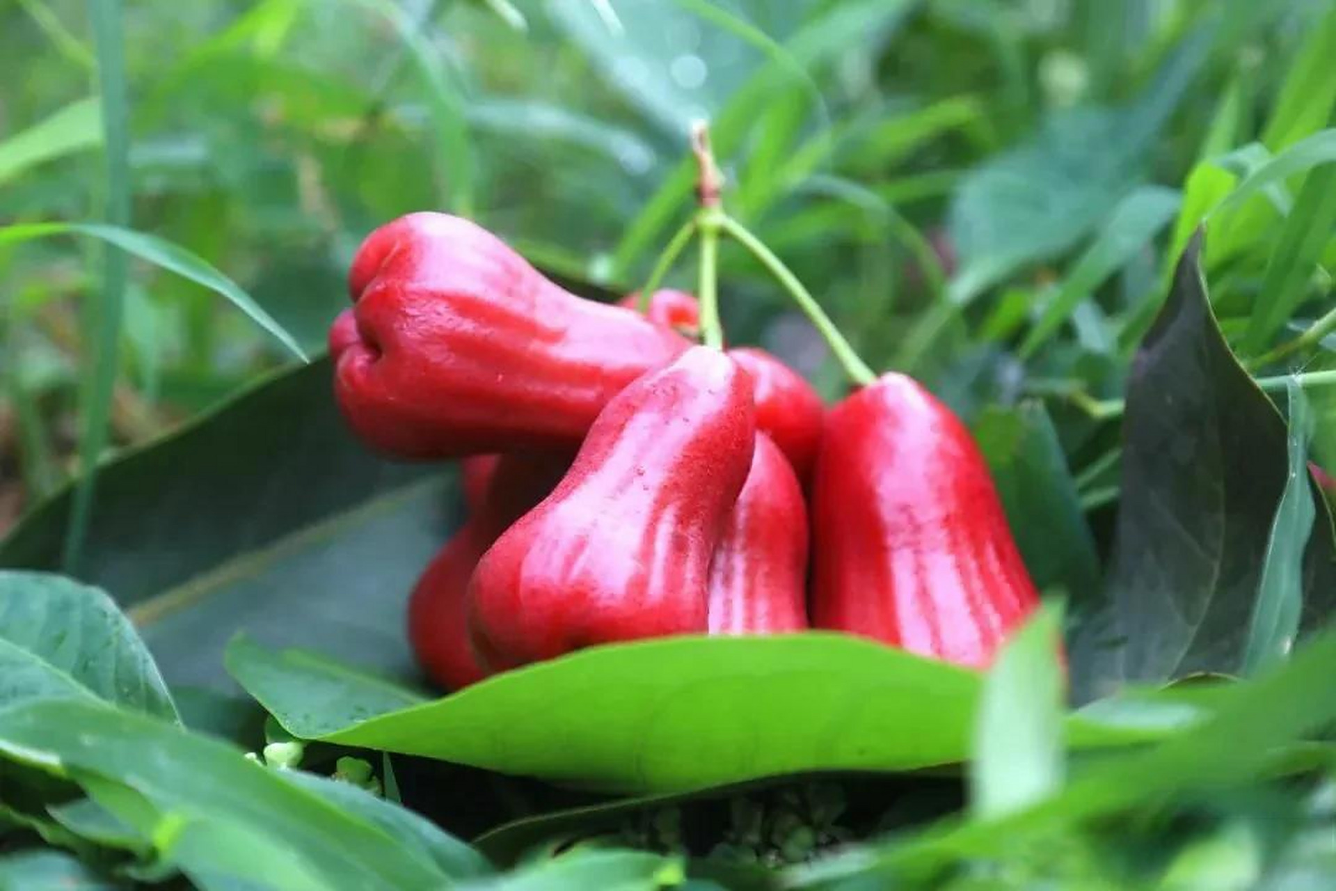 最近盐边又有高颜值水果成熟了,没错,就是莲雾!