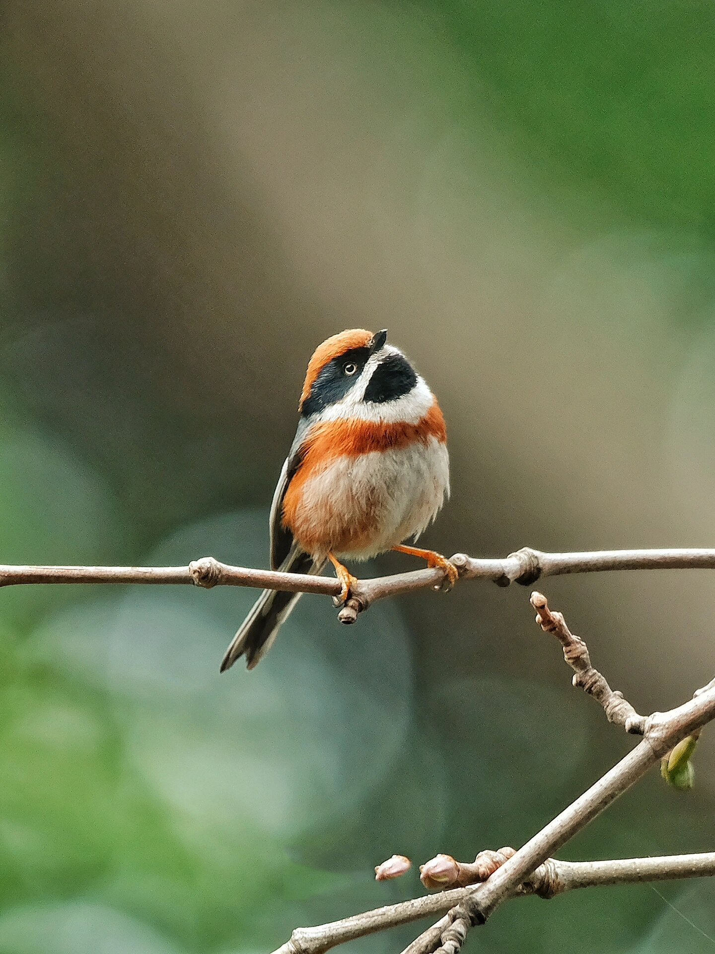 观鸟|红头长尾山雀 black-throated