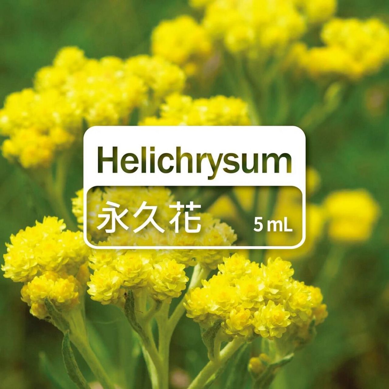 91永久花有着银色细长的叶子及成簇的金黄色球状花朵.