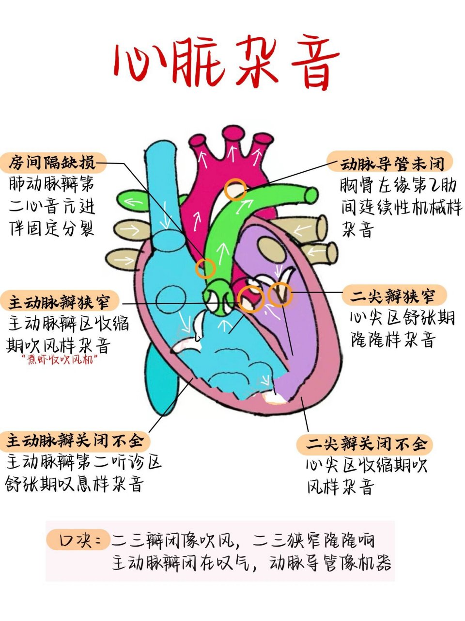 二尖瓣瓣叶分区图片