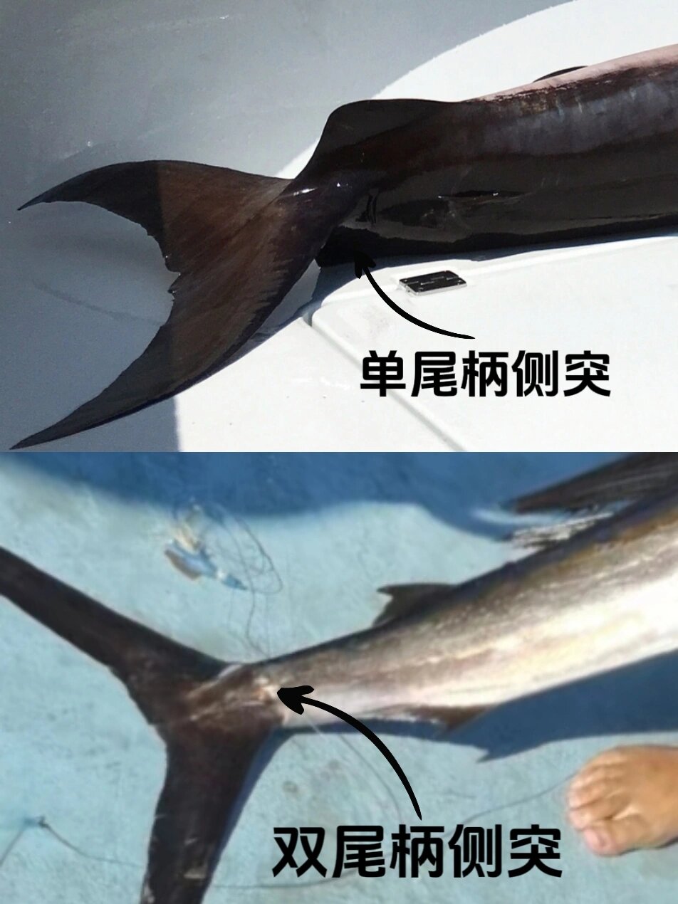 旗鱼超科基础篇 旗鱼,枪鱼,剑鱼的区分