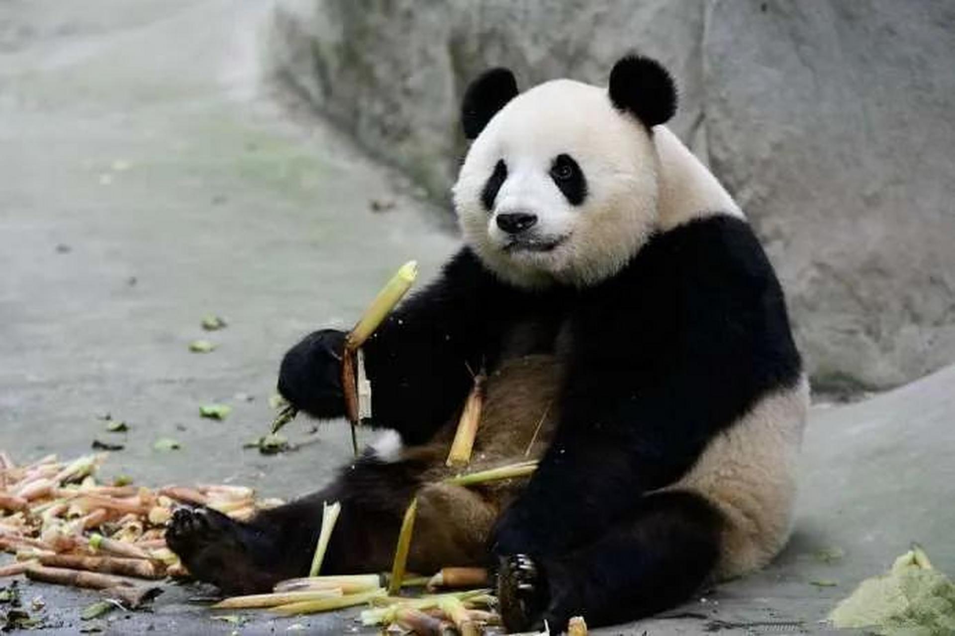 大熊猫萌萌对待奶爸是很有区别的,它对别的奶爸端着"影后"的架子,对