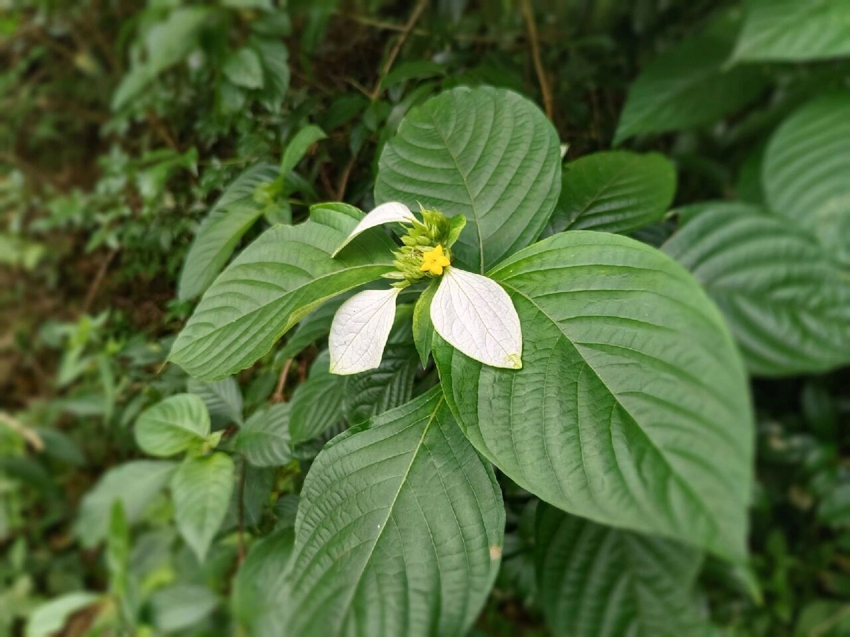 植物小科普～大叶白纸扇(黐花) 别 名:大叶白纸扇,白扇宝心,大弯鸡树