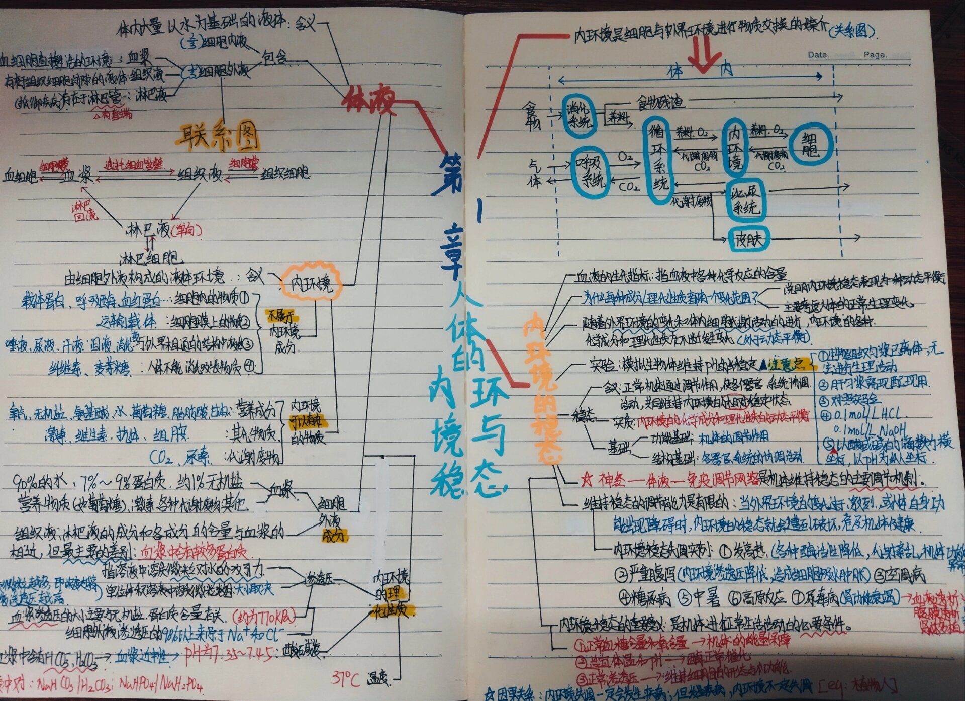生物选必一思维导图分享 第一章 人体的内环境与稳态