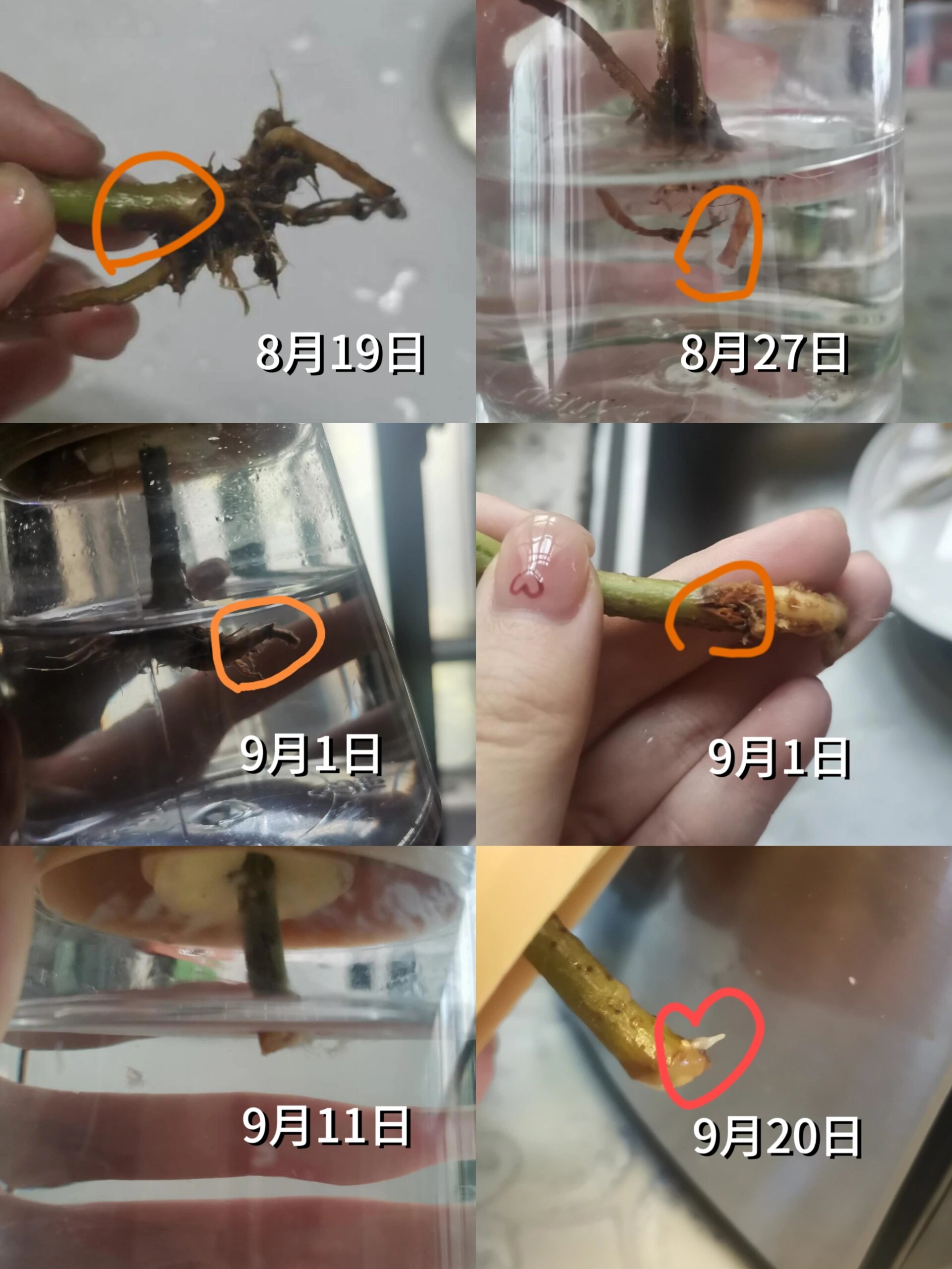 鸭脚木烂根 介壳虫寄生 别放弃还能抢救!