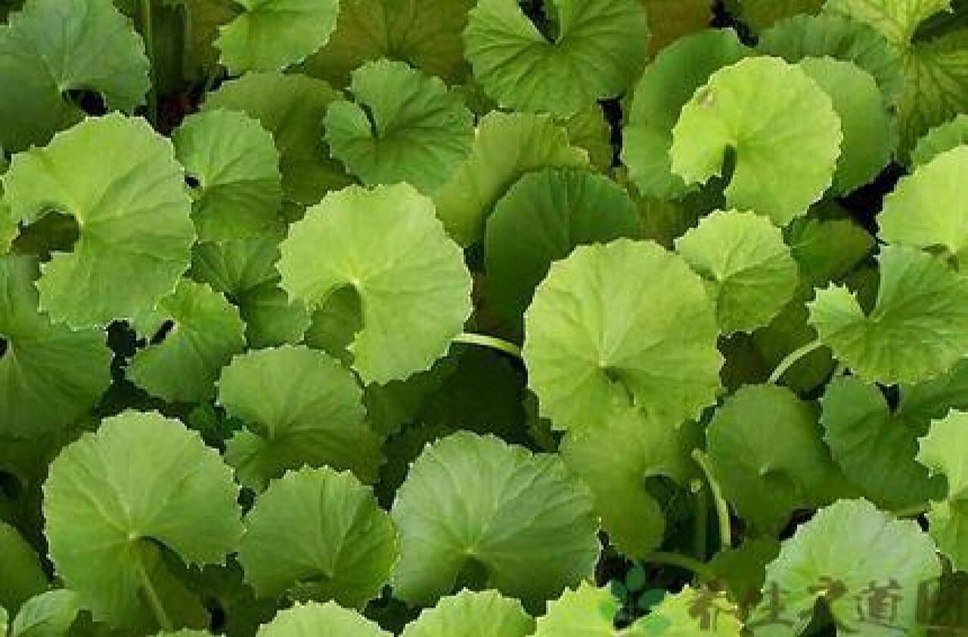 常见野外绿植—积雪草 积雪草:是伞形科,积雪草属多年生草本植物,茎匍