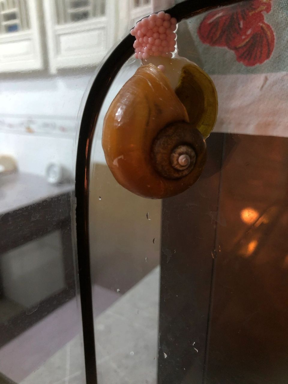 黄金螺!产卵了!