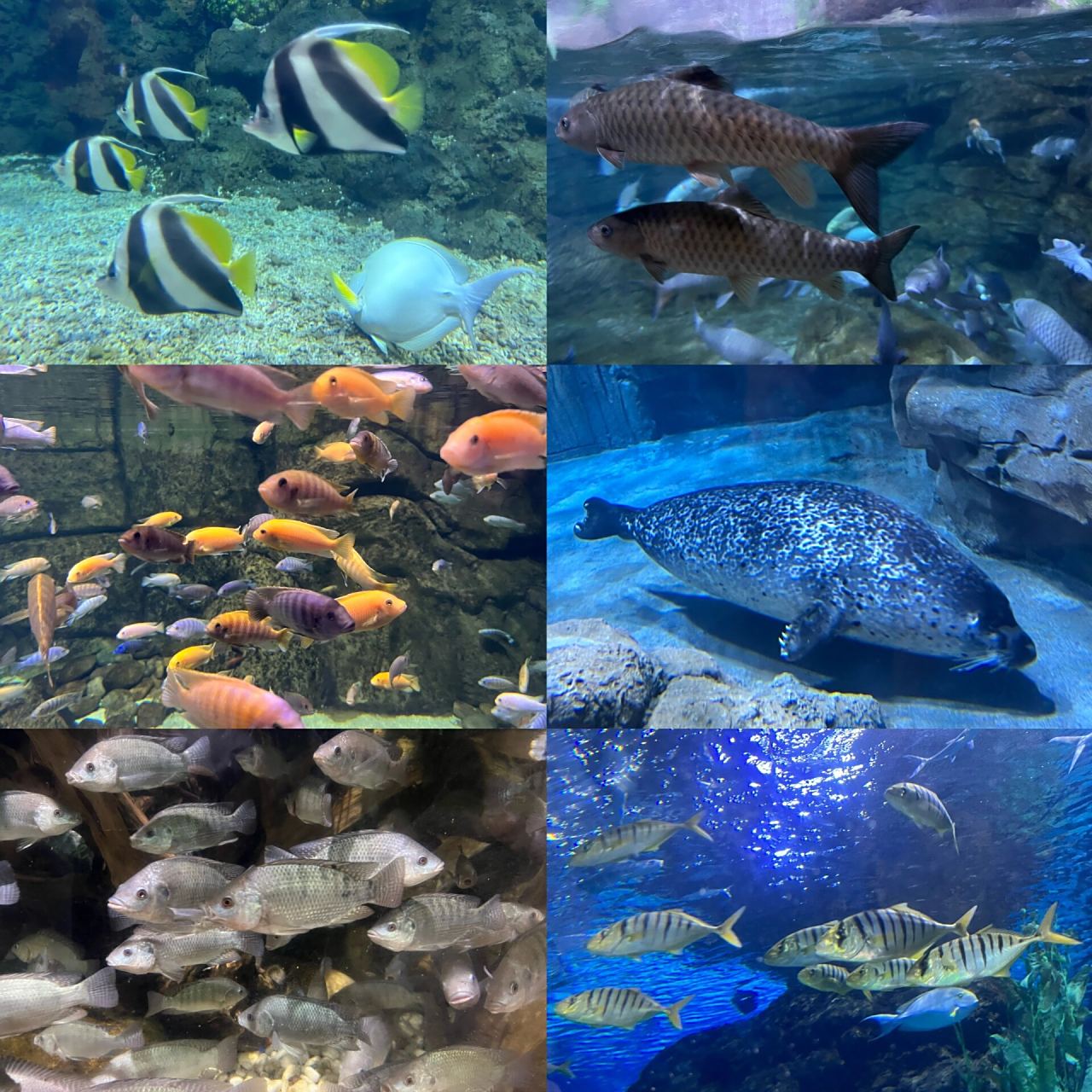 郑州海洋馆 沉入海底,做个蔚蓝色的梦97