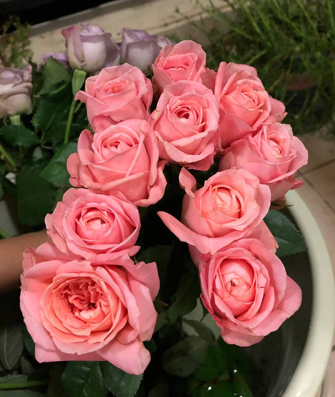 玫瑰|伦敦眼(迪瑞特)  41. 伦敦眼.