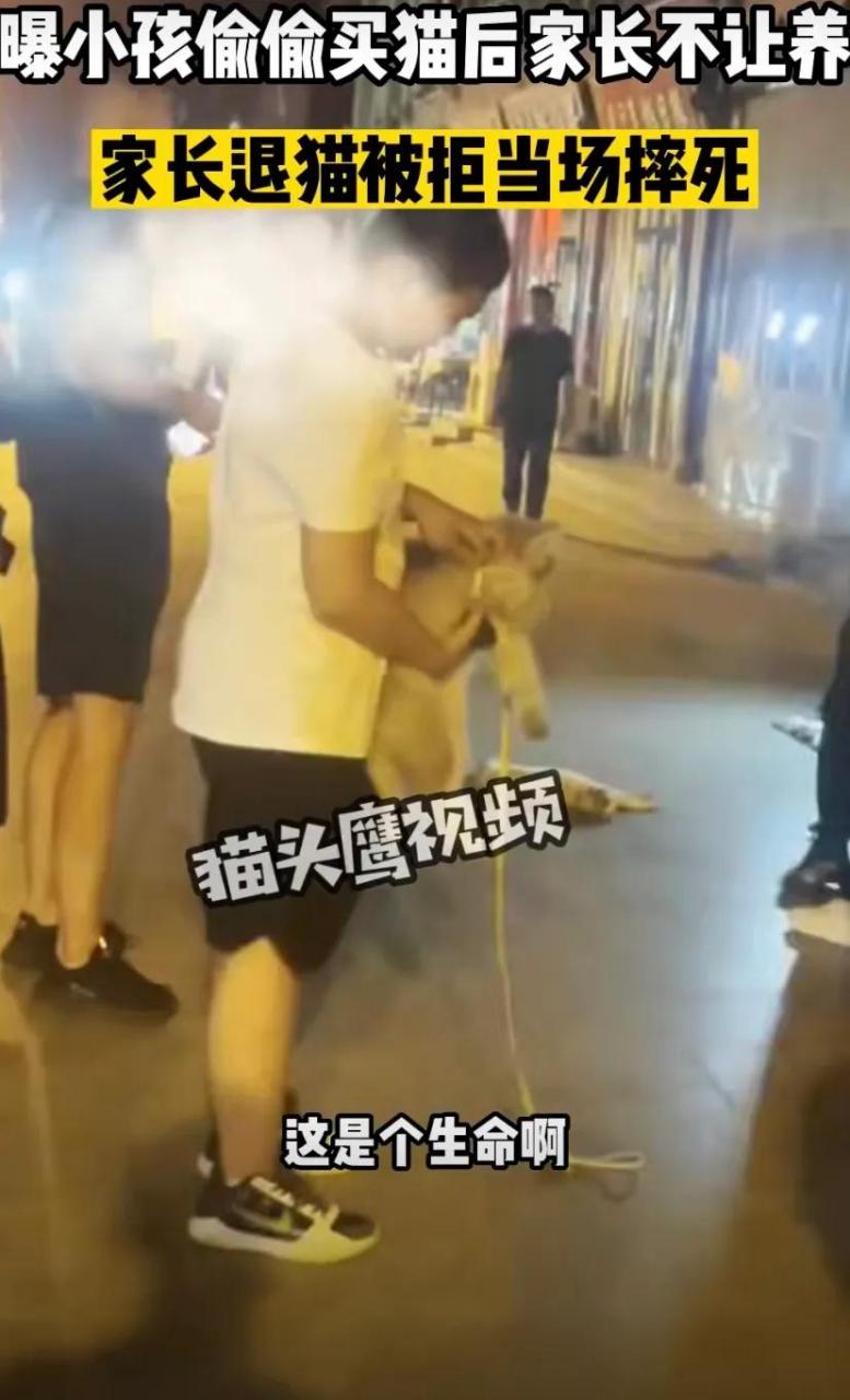 猫摔死了要超度吗-猫死了扔垃圾桶有怨气吗