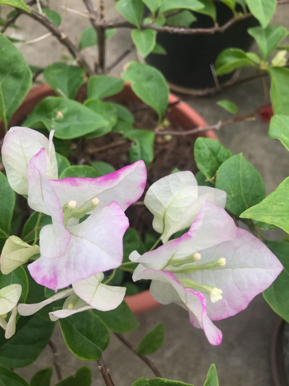 非常仙美又妩媚感的三角梅就是口红三角梅 先是仙气飘飘的粉白花色