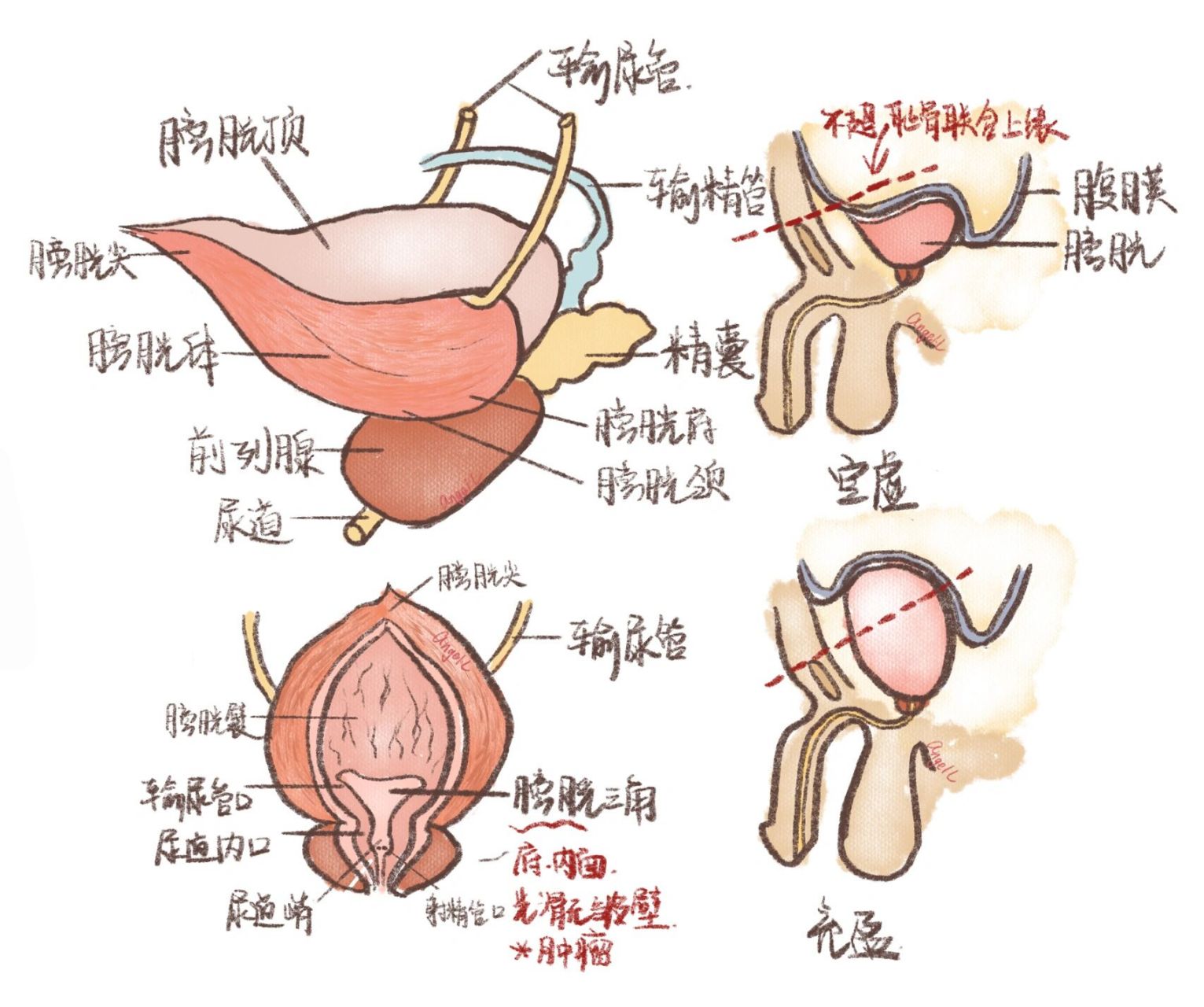 系统解剖//手绘图谱 泌尿系统 内脏学—泌尿系统—肾,输尿管,膀胱  画