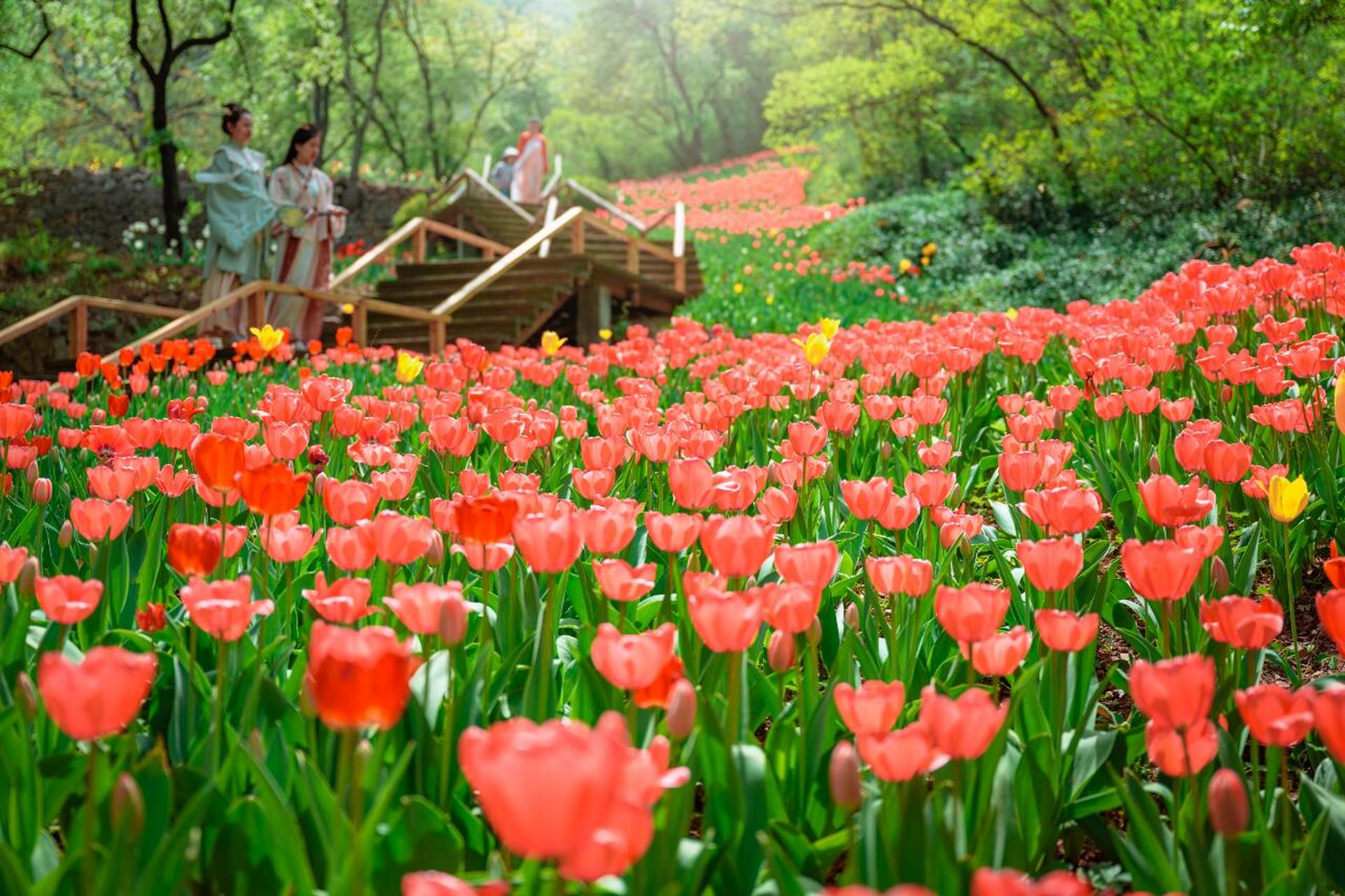 花开人间,春意暖人,此时的红叶谷,摇曳在绚秋湖嫩绿的柳枝与碧绿的