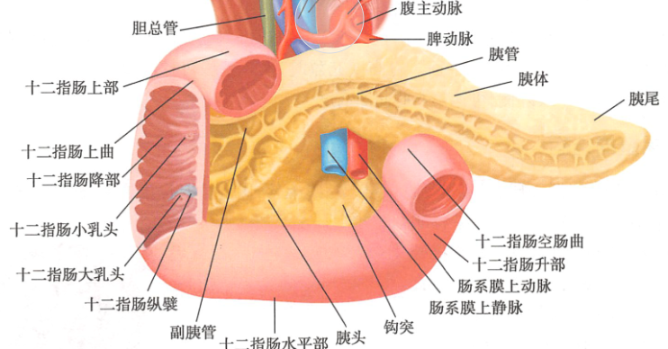 十二指肠是人体消化系统中的一个重要组成部分,连接着胃与空肠,是
