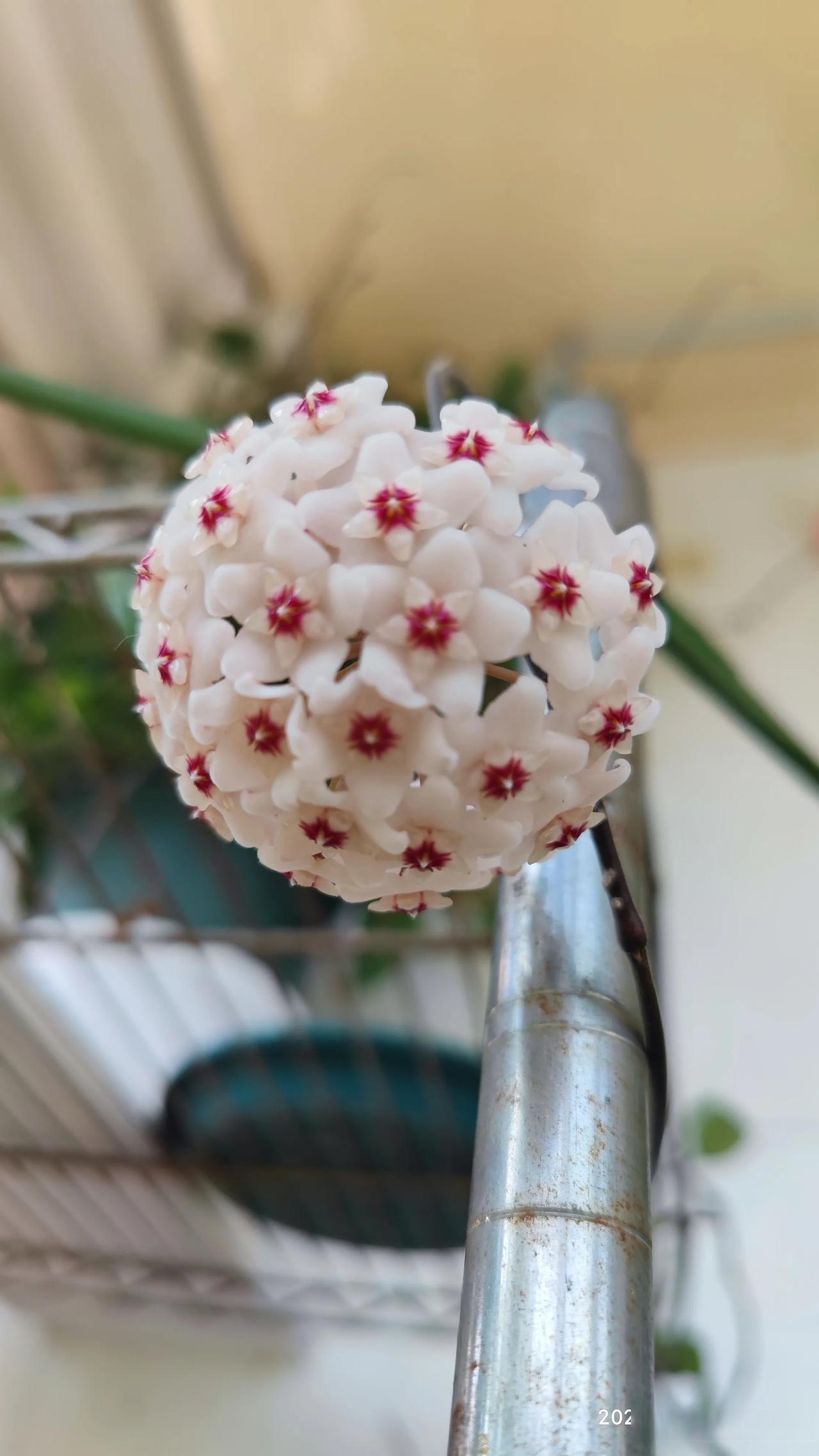 分享养花的喜悦 大花球兰品种